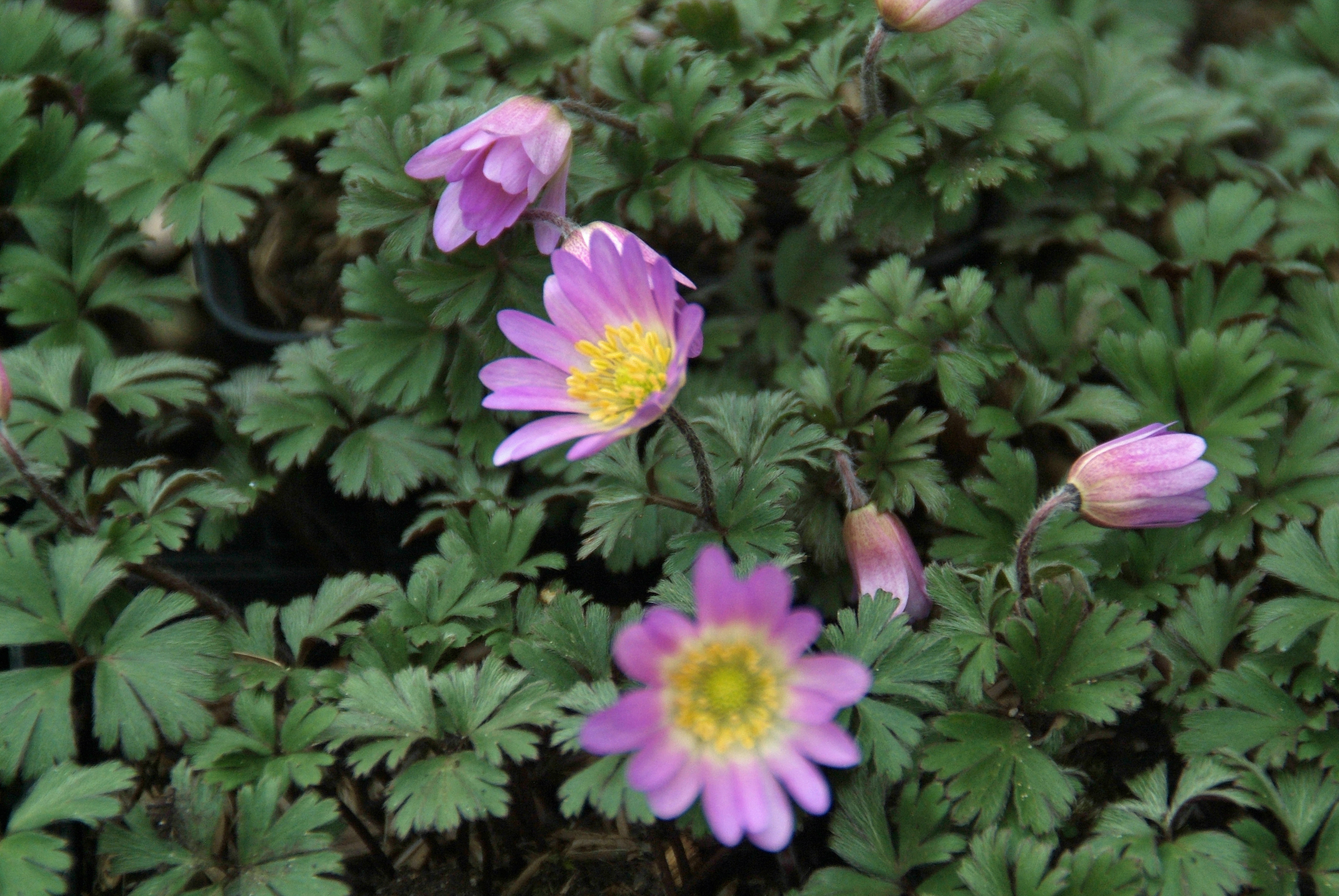 Anemone blanda 'Rosea'  bestellen